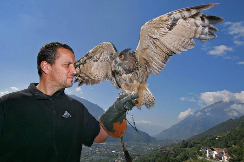 Flugvorführung im Pflegezentrum für Vogelfauna Schloss Tirol