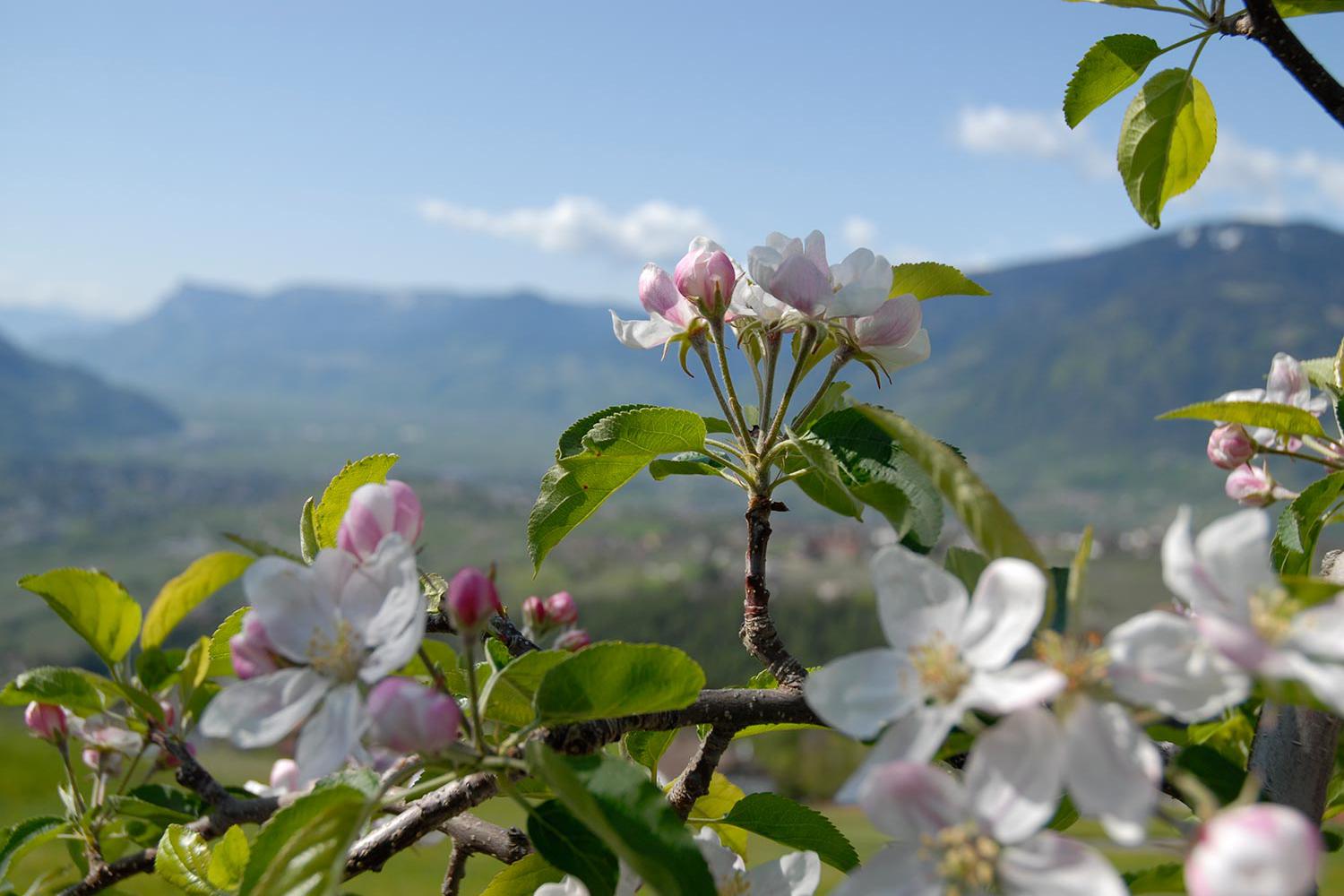 Apfelblüte in Dorf Tirol